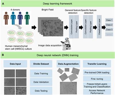 Morphology-based deep learning approach for predicting adipogenic and osteogenic differentiation of human mesenchymal stem cells (hMSCs)